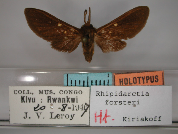 /filer/webapps/moths/media/images/F/forsteri_Rhipidarctia_HT_RMCA_01.jpg