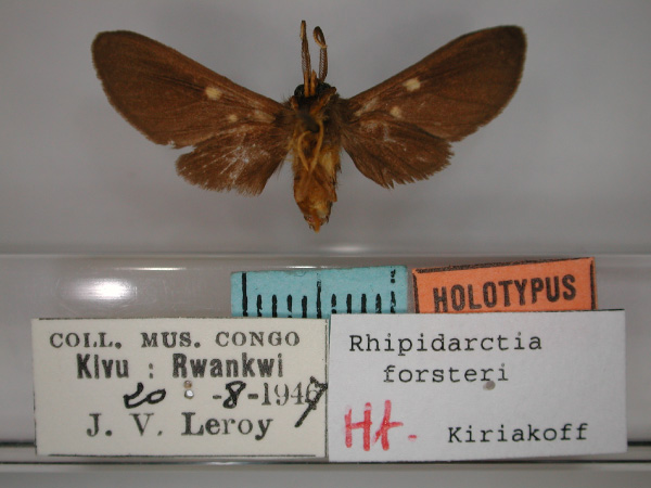 /filer/webapps/moths/media/images/F/forsteri_Rhipidarctia_HT_RMCA_02.jpg
