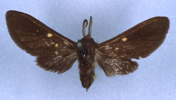 /filer/webapps/moths/media/images/F/forsteri_Rhipidarctia_HT_RMCA_03.jpg