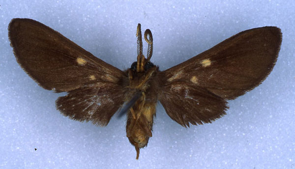 /filer/webapps/moths/media/images/F/forsteri_Rhipidarctia_HT_RMCA_04.jpg