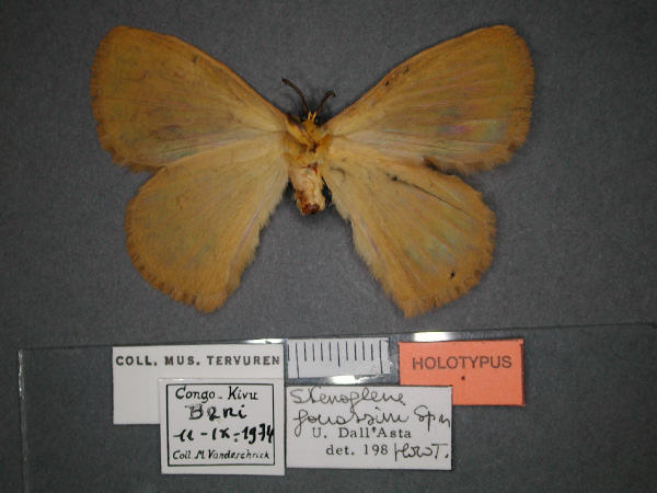 /filer/webapps/moths/media/images/F/fouassini_Stenoglene_HT_RMCA_02.jpg