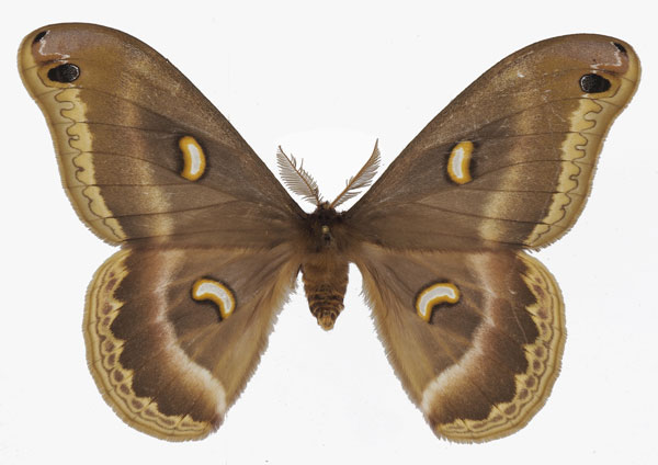 /filer/webapps/moths/media/images/F/fournierae_Epiphora_AM_Basquina.jpg