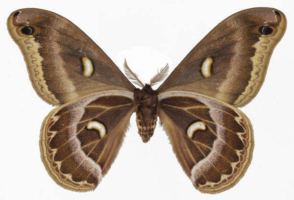 /filer/webapps/moths/media/images/F/fournierae_Epiphora_AM_Basquinb.jpg