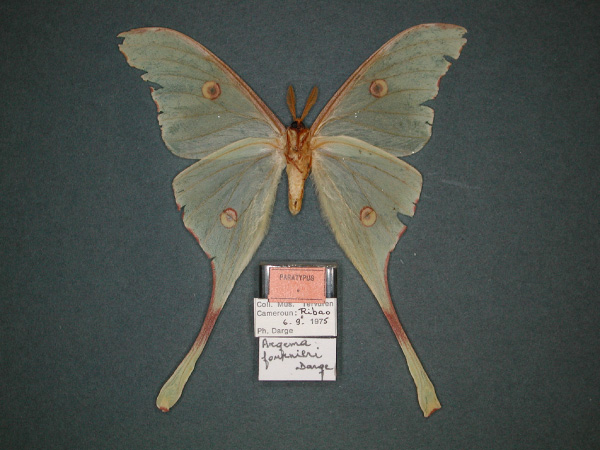 /filer/webapps/moths/media/images/F/fournieri_Argema_PT_RMCA_02.jpg