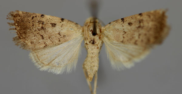 /filer/webapps/moths/media/images/F/foveata_Athetis_A_RMCA_01.jpg