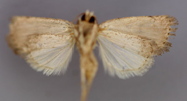 /filer/webapps/moths/media/images/F/foveata_Athetis_A_RMCA_02.jpg