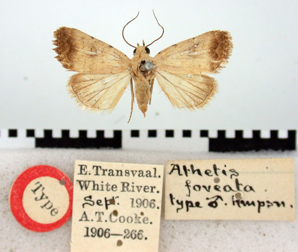 /filer/webapps/moths/media/images/F/foveata_Athetis_ST_BMNH.jpg