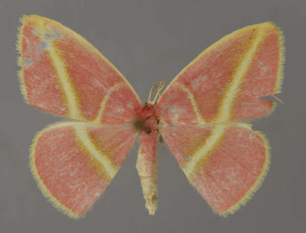 /filer/webapps/moths/media/images/F/fowleri_Pulchralata_A_ZSM_01.jpg