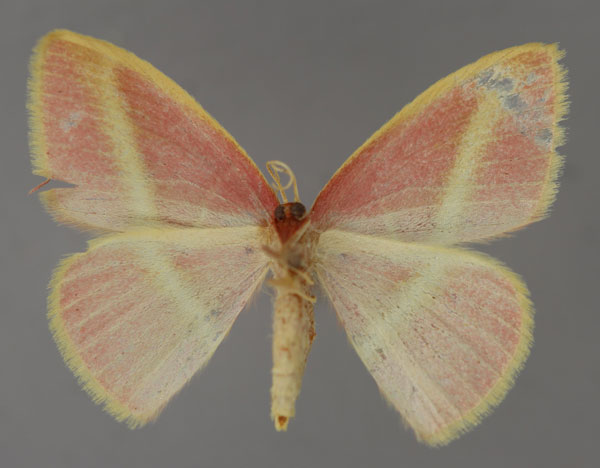 /filer/webapps/moths/media/images/F/fowleri_Pulchralata_A_ZSM_02.jpg