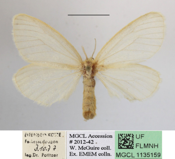 /filer/webapps/moths/media/images/F/fowleri_Stracilla_AF_MGCLa_01.JPG