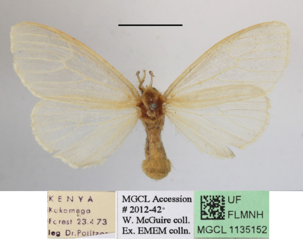 /filer/webapps/moths/media/images/F/fowleri_Stracilla_AF_MGCLa_02.JPG