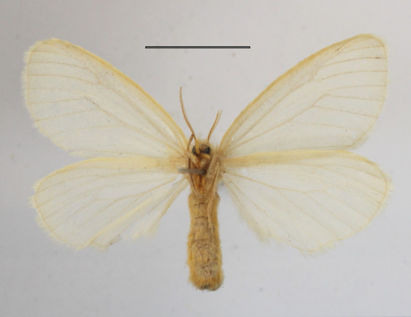 /filer/webapps/moths/media/images/F/fowleri_Stracilla_AF_MGCLb_01.JPG
