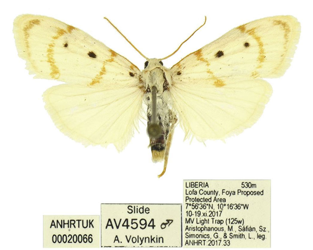 /filer/webapps/moths/media/images/F/foya_Cyana_HT_ANHRT.jpg