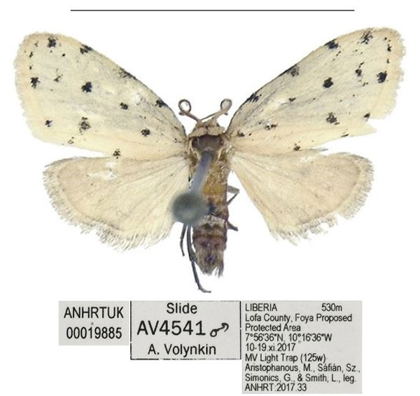 /filer/webapps/moths/media/images/F/foya_Siccia_HT_ANHRT_84HmWf6.jpg