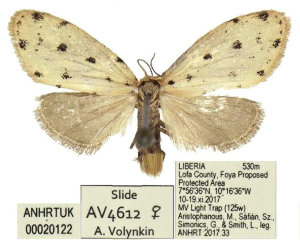 /filer/webapps/moths/media/images/F/foya_Siccia_PTF_ANHRT.jpg