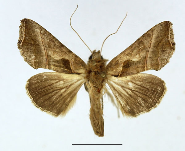 /filer/webapps/moths/media/images/F/fracta_Ctenoplusia_AM_Basquin.jpg
