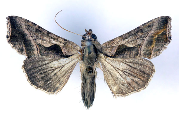 /filer/webapps/moths/media/images/F/fracta_Ctenoplusia_AM_RMCA.jpg