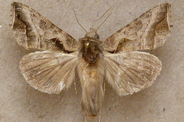 /filer/webapps/moths/media/images/F/fracta_Ctenoplusia_A_Butler.jpg