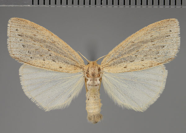 /filer/webapps/moths/media/images/F/fracta_Laelia_AF_Fiebig.jpg