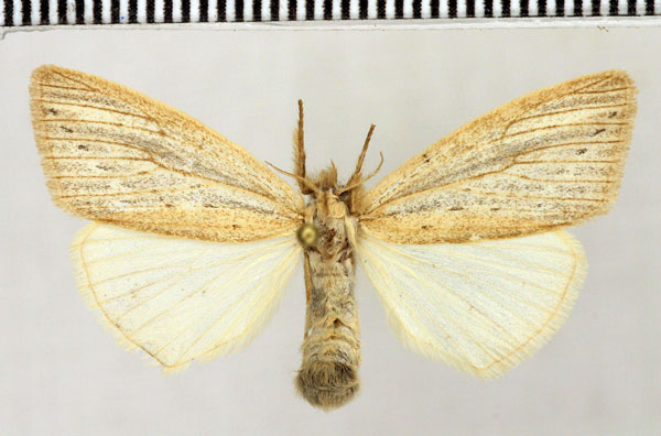 /filer/webapps/moths/media/images/F/fracta_Laelia_AF_Fiebig_02.jpg