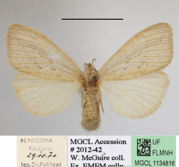 /filer/webapps/moths/media/images/F/fracta_Laelia_AF_MGCLa_02.jpg