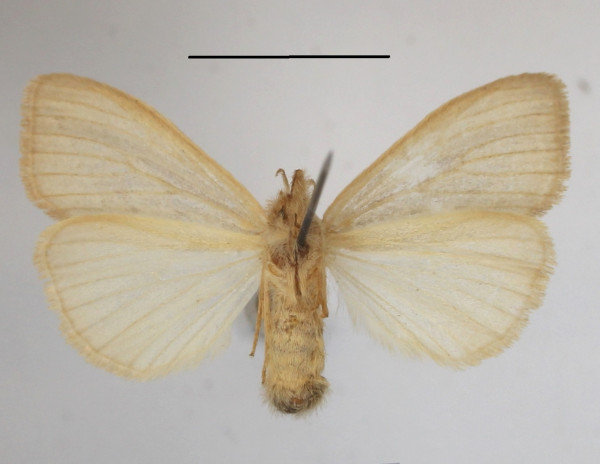 /filer/webapps/moths/media/images/F/fracta_Laelia_AF_MGCLb_02.jpg