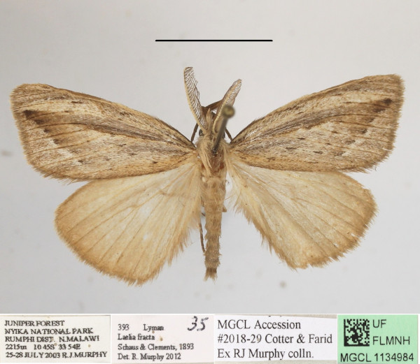 /filer/webapps/moths/media/images/F/fracta_Laelia_AM_MGCLa_03.jpg