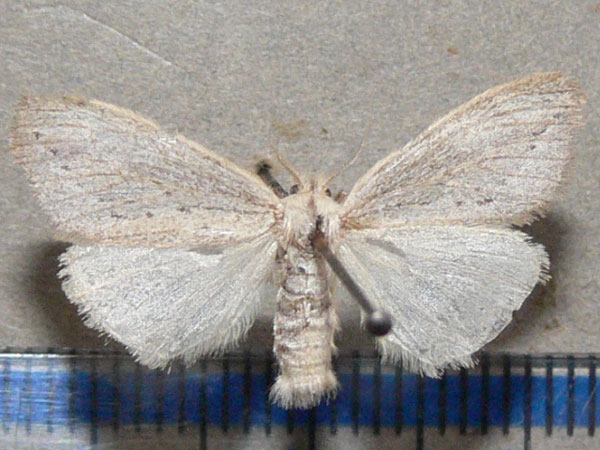 /filer/webapps/moths/media/images/F/fracta_Laelia_A_Goff.jpg