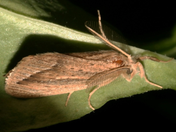 /filer/webapps/moths/media/images/F/fracta_Laelia_A_Roland.jpg
