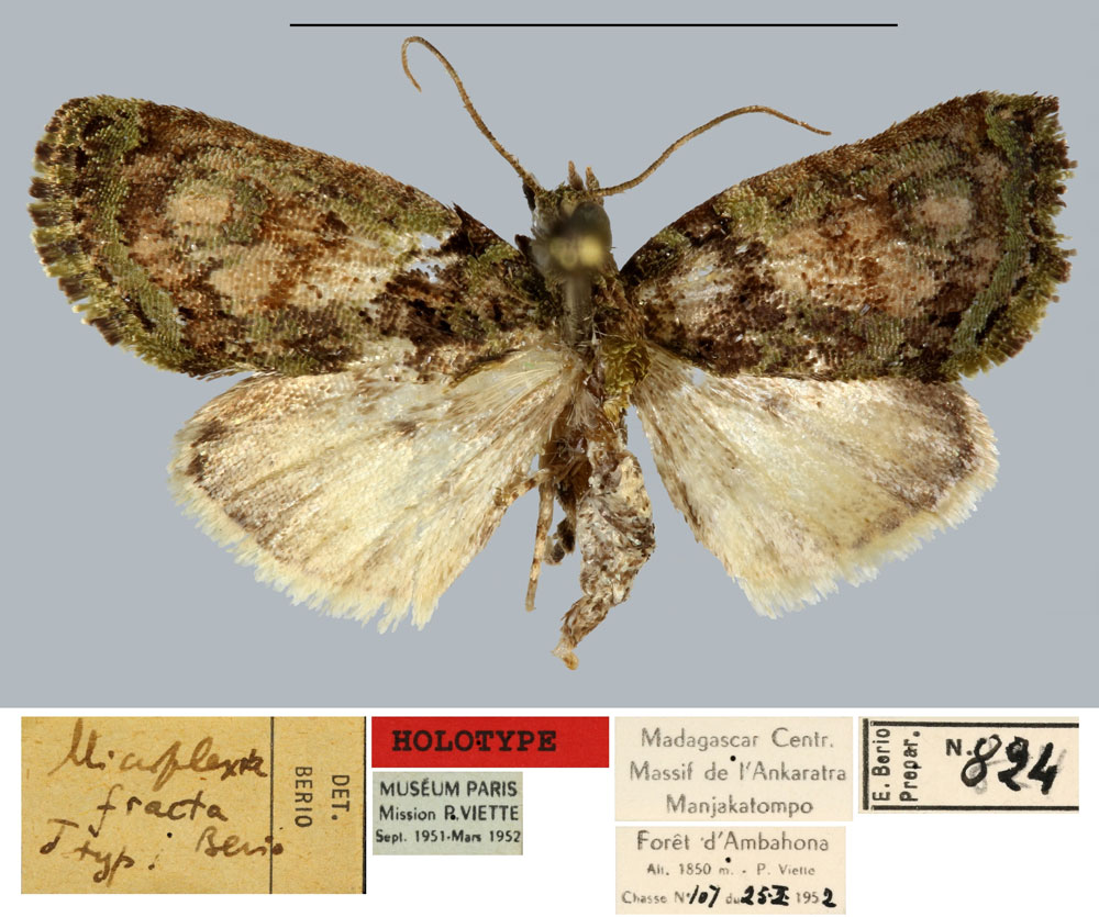 /filer/webapps/moths/media/images/F/fracta_Microplexia_HT_MNHN.jpg