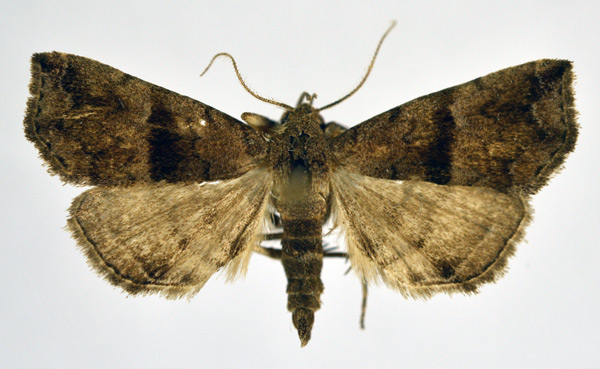 /filer/webapps/moths/media/images/F/fractalis_Hipoepa_A_NHMO.jpg