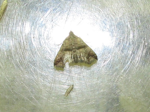 /filer/webapps/moths/media/images/F/fractalis_Polypogon_A_Goff_01.jpg
