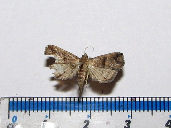 /filer/webapps/moths/media/images/F/fractalis_Polypogon_A_Goff_02.jpg