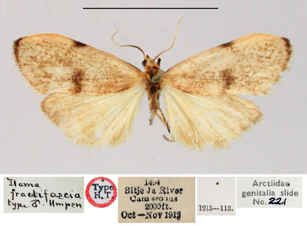 /filer/webapps/moths/media/images/F/fractifascia_Ilema_HT_BMNH.jpg