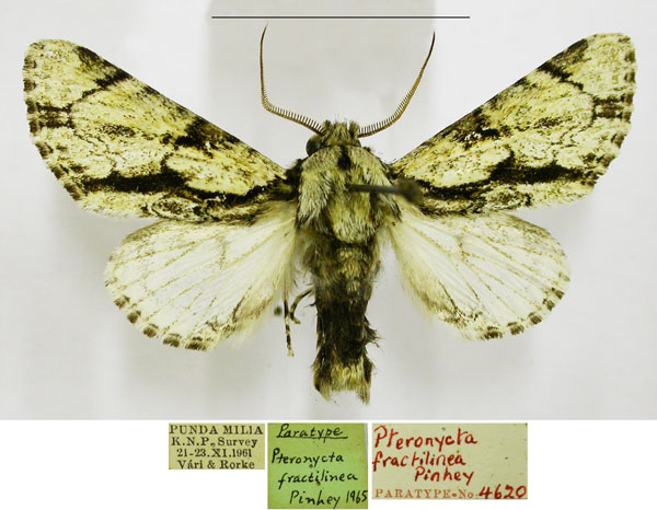 /filer/webapps/moths/media/images/F/fractilinea_Pteronycta_PTM_TMSA.jpg