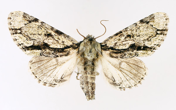 /filer/webapps/moths/media/images/F/fractilinea_Thiacidas_AF_TMSA_01.jpg