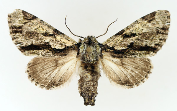 /filer/webapps/moths/media/images/F/fractilinea_Thiacidas_AF_TMSA_02.jpg