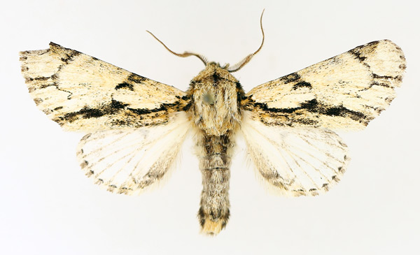/filer/webapps/moths/media/images/F/fractilinea_Thiacidas_AM_TMSA_01.jpg