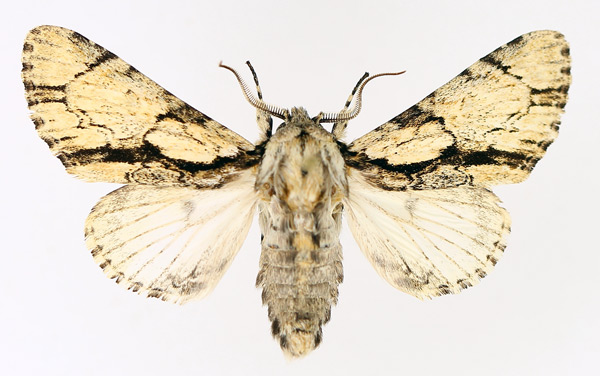 /filer/webapps/moths/media/images/F/fractilinea_Thiacidas_AM_TMSA_02.jpg
