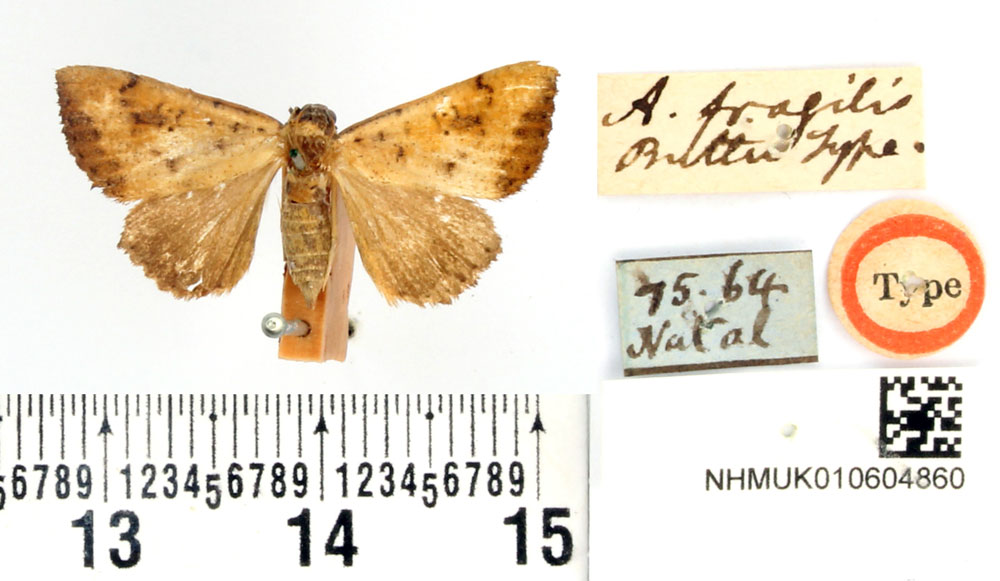 /filer/webapps/moths/media/images/F/fragilis_Aglossa_HT_BMNH.jpg