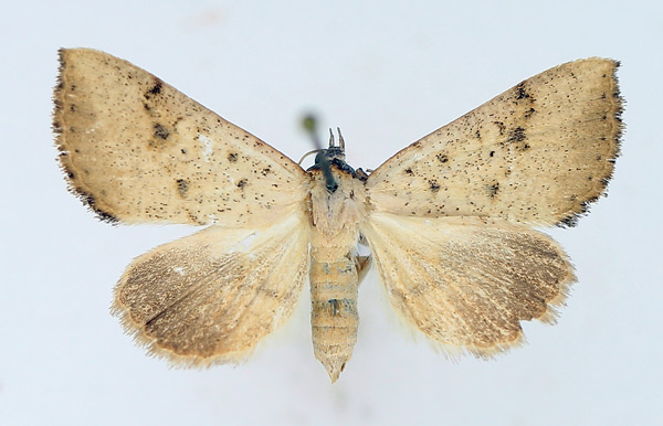 /filer/webapps/moths/media/images/F/fragilis_Antarchaea_AF_TMSA_01.jpg