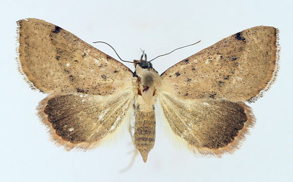 /filer/webapps/moths/media/images/F/fragilis_Antarchaea_AF_TMSA_02.jpg