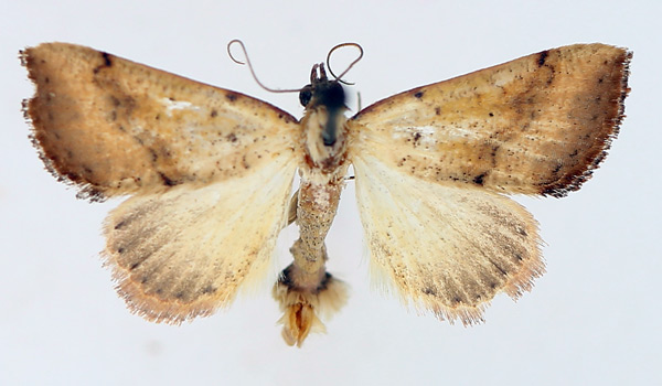 /filer/webapps/moths/media/images/F/fragilis_Antarchaea_AM_TMSA_01.jpg