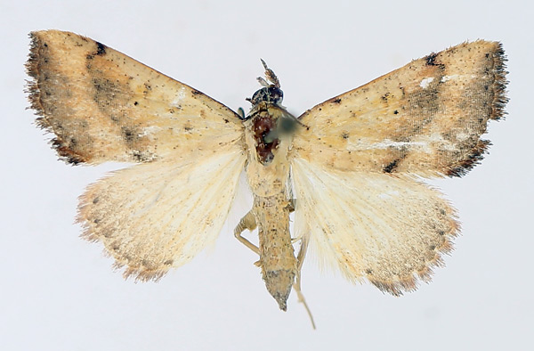 /filer/webapps/moths/media/images/F/fragilis_Antarchaea_AM_TMSA_02.jpg