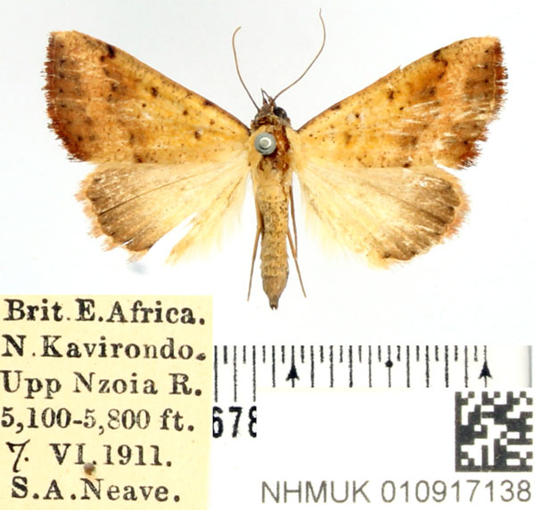 /filer/webapps/moths/media/images/F/fragilis_Phytometra_AM_BMNH.jpg