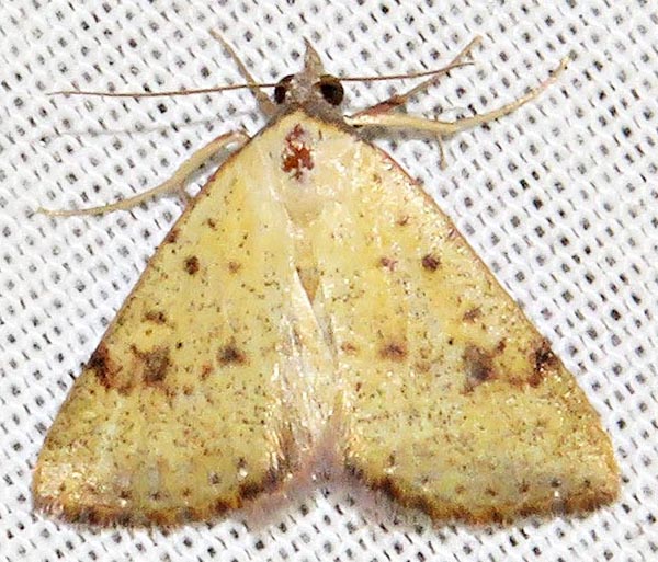 /filer/webapps/moths/media/images/F/fragilis_Phytometra_A_Braun_10.jpg