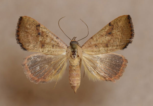 /filer/webapps/moths/media/images/F/fragilis_Phytometra_A_Butler.jpg