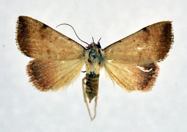 /filer/webapps/moths/media/images/F/fragilis_Phytometra_A_NHMO.jpg