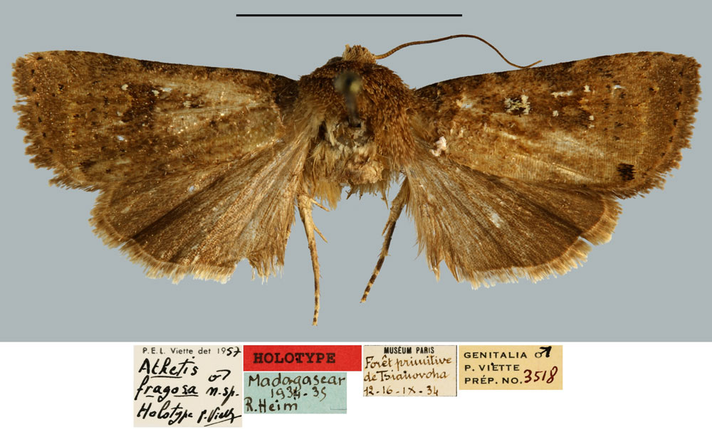 /filer/webapps/moths/media/images/F/fragosa_Athetis_HT_MNHN.jpg