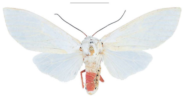 /filer/webapps/moths/media/images/F/francesae_Amerila_HT_ZSM.jpg